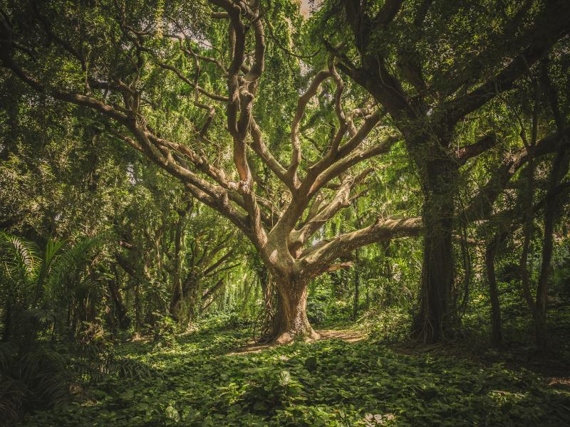 Démonstration de restaurations et de créations d'arbres têtards