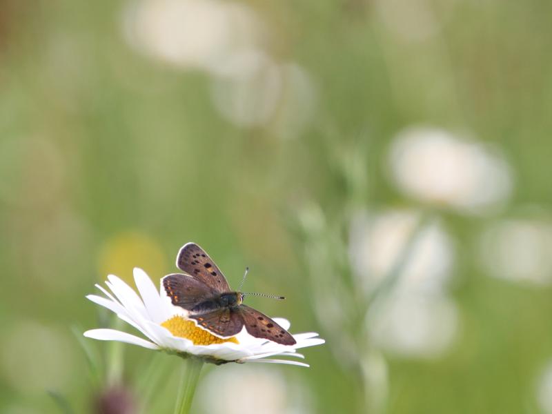 papillon