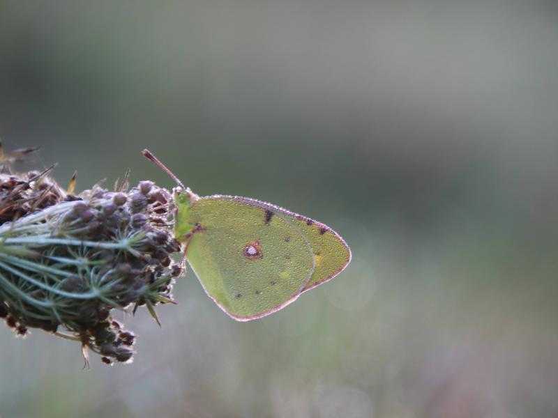 papillon