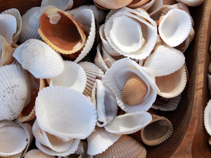 Recyclez vos coquillages dans les déchetteries de Laval Agglo 